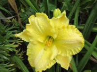 Hemerocallis (Denivka 'Ferengi Gold')