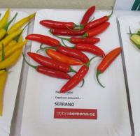 Capsinum annum (Paprika roční 'Serrano')
