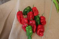 Capsicum annuum (Paprika roční 'Pimientos de Padrón')