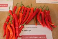 Capsicum annuum (Paprika roční 'Poseidon')