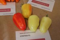Capsicum annuum (Paprika roční 'Cynthia F1')