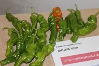 Capsicum annuum (Paprika roční 'Mellow Star')