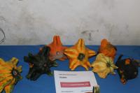 Tykev okrasná 'Gizmo'