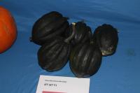 Cucurbita pepo (Tykev obecná 'Jet Set F1')