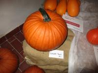 Cucurbita pepo (Tykev obecná 'Racer Plus PMT F1')