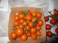 Lilek rajče 'Sungold F1'