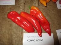 Capsicum annuum (Paprika roční 'Corno Rosso')