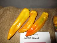 Capsicum annuum (Paprika roční 'Corno Giallo')