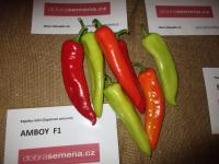 Capsicum annuum (Paprika roční 'Amboy F1')