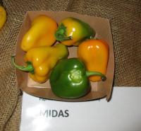 Capsicum annuum (Paprika roční 'Midas')
