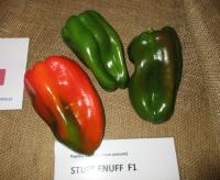 Capsicum annuum (Paprika roční 'Stuff Enuff F1')