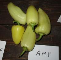 Capsicum annuum (Paprika roční 'Amy')