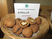 Ořešák královský 'Apollo'