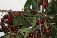 Prunus avium (Třešeň ptačí 'Kordia')
