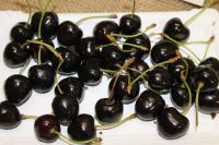 Prunus avium (Třešeň ptačí 'Pivovka')