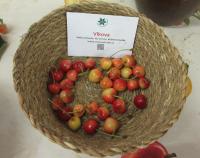 Třešeň ptačí 'Vlkova'