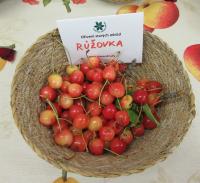 Třešeň ptačí 'Růžovka'