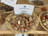 Líska obecná 'Webbova'