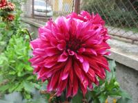 Dahlia (Jiřinka 'Tanita' - Dekorační jiřinky)