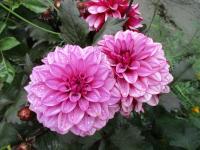 Dahlia (Jiřinka 'Melissa Anna Marijke' - Dekorační jiřinky)