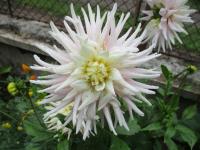 Dahlia (Jiřinka 'Val's Candy' - Semikaktusovité jiřinky)