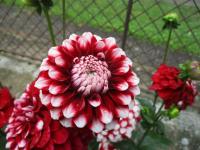 Dahlia (Jiřinka 'Checkers' - Dekorační jiřinky)