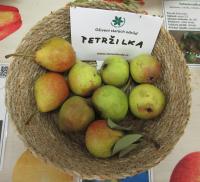 Pyrus communis (Hrušeň obecná 'Petržilka')