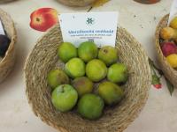 Prunus domestica (Slivoň švestka 'Meruňkovitá renkloda')