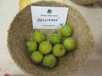 Prunus domestica (Slivoň švestka 'Oullinská')