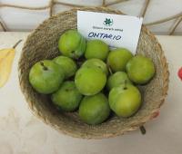 Prunus domestica (Slivoň švestka 'Ontario')