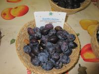 Slivoň švestka 'Švestka domácí'