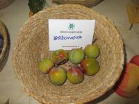 Prunus domestica (Slivoň švestka 'Wazonova renklóda')