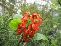 Greyia sutherlandii (Greja jihoafrická)