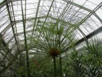 Šáchor papírodárný