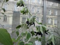 Salvia discolor (Šalvěj dvoubarevná)