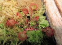 Drosera rotundifolia (Rosnatka okrouhlolistá)