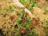 Drosera rotundifolia (Rosnatka okrouhlolistá)