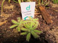 Drosera hilaris (Rosnatka)