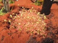 Drosera roseana (Rosnatka)