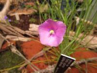 Byblis gigantea (Byblida obrovská)