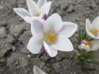 Crocus chrysanthus (Šafrán zlatý 'Panda')