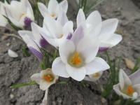 Crocus chrysanthus (Šafrán zlatý 'Panda')