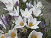 Crocus chrysanthus (Šafrán zlatý 'Panda')