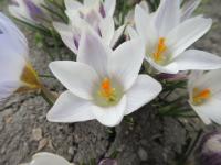 Crocus chrysanthus (Šafrán zlatý 'Panda')