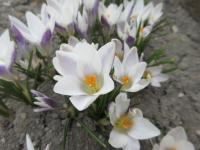 Crocus chrysanthus (Šafrán zlatý 'Panda')