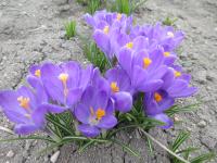 Šafrán jarní 'Blue Ocean'