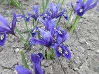 Iris reticulata (Kosatec síťkovaný 'Pixie')