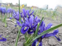 Iris reticulata (Kosatec síťkovaný 'Pixie')