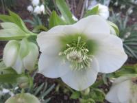 Helleborus orientalis (Čemeřice východní 'Pretty Ellen White')
