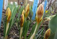 Crocus chrysanthus (Šafrán zlatý 'Gipsy Girl')